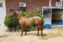 ����Ŭ���� (RED CLOUD) ����