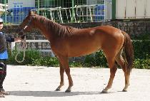 �˷����ν� (ALEXANDROS) ����