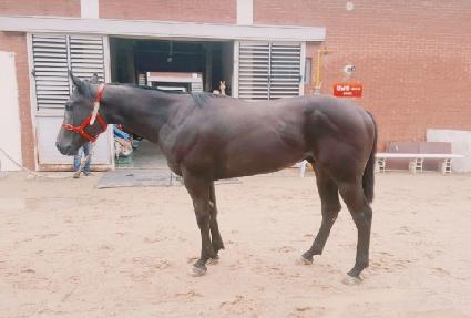 ������� ����