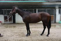 �Ʒ������� (ARES THUNDER) ����