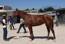 �δϾ� (CHOM NIA) ����