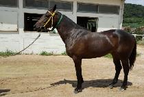 �ο�Ŭ�� (ROYAL CLUB) ����