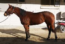 ���ۺ�Ʈ (JUNGLE BEAT) ����