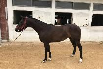 ���ϵ�ĳ�� (WILD CASH) ����