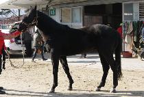 â����Ű (CHANGSEONG LUCKY) ����