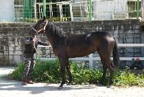 ����¡�� (BLACK GINGA) ����