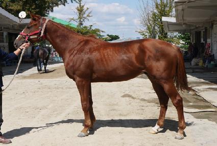 �����屺 ����