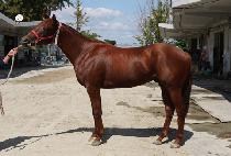 ���������� (TWO M OKAY) ����