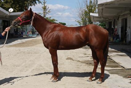 ���������� ����