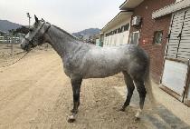 ������ (WHINNY WING) ����