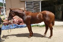 �縮ü (FELICE) ����