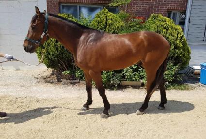 ȣ�µ帲 ����