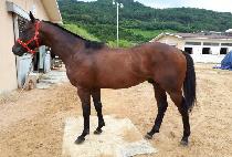 ���������� (MAJOR ALPHA) ����