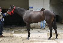 �۷θ��� (GLORY VERN) ����