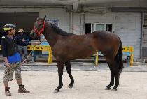 ���и� (STIRLING) ����