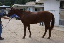 ����Ǫ�� (HYEONGMA PUBU) ����