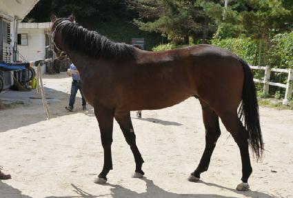 �����극�̼� ����