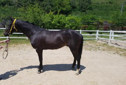 �����ִϾ� ����