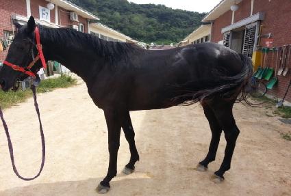 ���ϸ�����ƽ ����