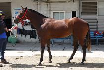 ���Ǽӵ� (BURUI SOKDO) ����