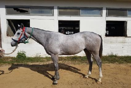 ������ ����