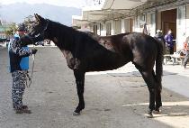 Ȳ�ݽ�ȭ (HWANGGEUM SINHWA) ����