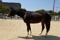 �÷�Ĺ (PLUM CAT) ����