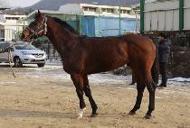 ��Ǫ��Ĺ (NEUL PUREUN CAT) ����