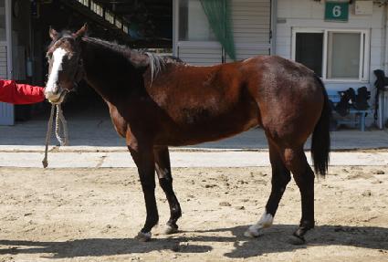 ��Ǫ����ȭ ����