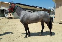 �׷��̽��� (GRAY STORM) ����