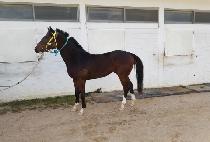 �Ѷ�ī�� (HALLA SKY) ����