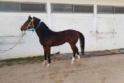 �Ѷ�ī�� ����