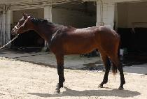 �ƽ����� (MAX THUNDER) ����