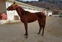 ���긮��� (EVERY GOLD) ����