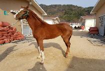 ���丮���� (VICTORY BIRD) ����