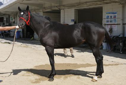 �ô����� ����