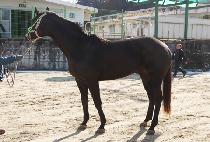 ���������� (GULCHARMNAMUSUP) ����