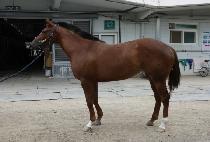 ���Ϸ�Ʈ���� (SILENT RUSH) ����