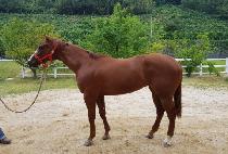 �׹����� (NEVER LAND) ����