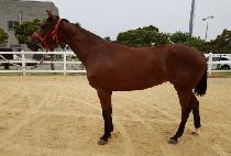 �����Ǹ޾Ƹ� (TONGIRUI MEARI) ����