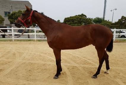 �����Ǹ޾Ƹ� ����