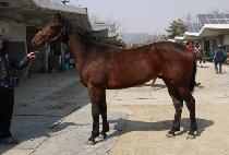 ������̴� (BOLD SHINING) ����