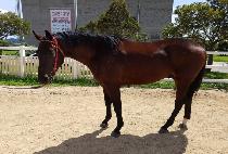 �ػ罺�ô� (TEXAS SIDAE) ����