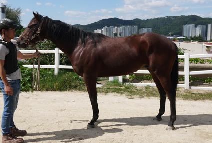 �����̵帲 ����