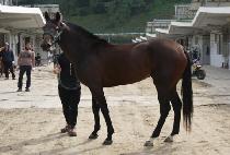 ����� (SANDANI) ����