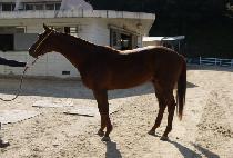 �ö������� (FLYING JOY) ����