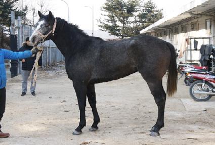 ����� ����