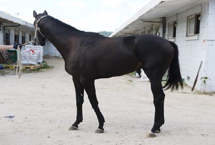 �޷���Ӻ� ����