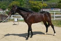 �����ǽ�Ÿ (YEONGGWANGUI STAR) ����