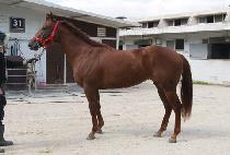 ��ç���� (THE CHALLENGER) ����